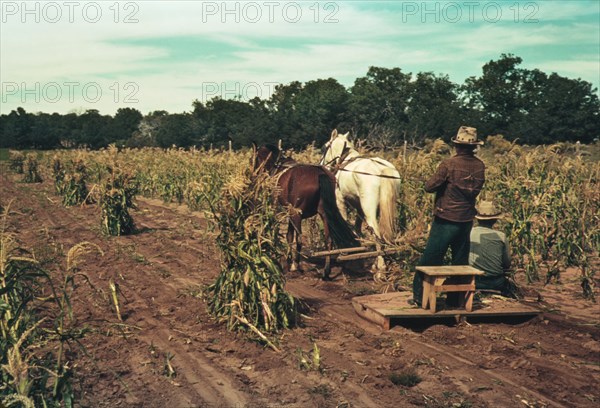 Farmers Gathering Corn in Field, Pie Town, New Mexico, USA, Russell Lee for Farm Security Administration - Office of War Information, October 1940