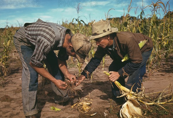 Jack Whinery and Jim Norris, homesteaders, looking at roots of stalk of corn, Pie Town, New Mexico, USA, Russell Lee for Farm Security Administration - Office of War Information, October 1940