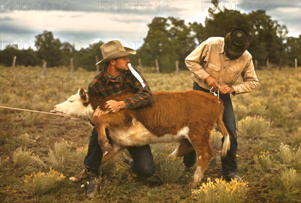 Cowboy Tying Ribbon on Calf's Tail during Rodeo at Town Fair, Pie Town, New Mexico, USA, Russell Lee for Farm Security Administration - Office of War Information, October 1940