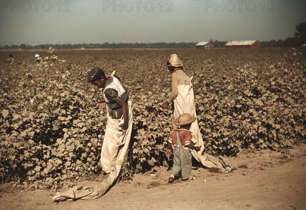 Young Children Day Laborers Picking Cotton, near Clarksdale, Mississippi, Marion Post Wolcott for Farm Security Administration, November 1939