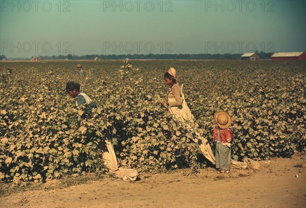 Young Children Day Laborers Picking Cotton, near Clarksdale, Mississippi, Marion Post Wolcott for Farm Security Administration, November 1939