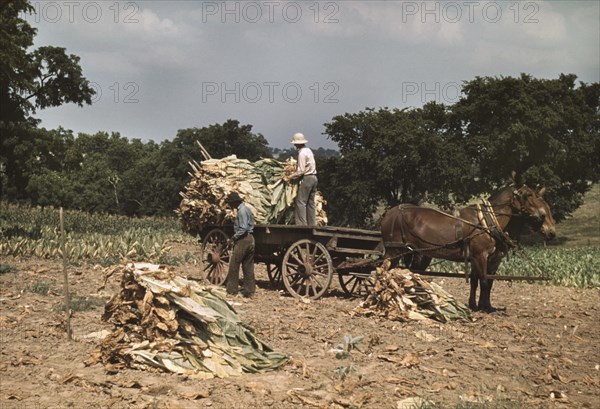 Two Workers Taking Burley Tobacco from the Fields after it had been cut, to dry and cure in barn, Russell Spears Farm, near Lexington Kentucky, USA, Post Wolcott for Farm Security Administration, September 1940
