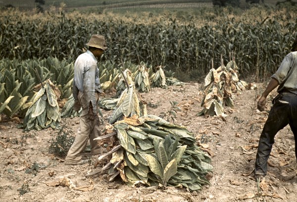 Two Workers Putting Burley Tobacco on Sticks to Wilt After Cutting Before it is Taken to Barn for Drying and Curing, Russell Spears Farm, near Lexington, Kentucky, USA, Post Wolcott for Farm Security Administration, September 1940