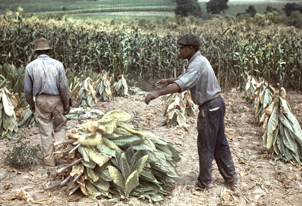 Two Workers Putting Burley Tobacco on Sticks to Wilt After Cutting Before it is Taken to Barn for Drying and Curing, Russell Spears Farm, near Lexington, Kentucky, USA, Post Wolcott for Farm Security Administration, September 1940