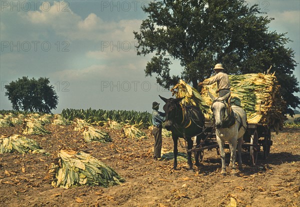 Two Workers Taking Burley Tobacco from the Fields after it had been cut, to dry and cure in barn, Russell Spears Farm, near Lexington Kentucky, USA, Post Wolcott for Farm Security Administration, September 1940