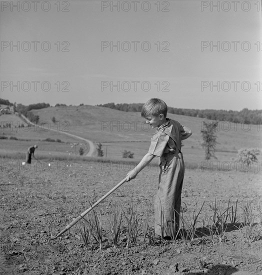 Young Boy Tending to Victory Garden, which will Augment Supplies of Fruits and Vegetables severely Reduced by War Demands, Fritz Henle for Office of War Information, 1942