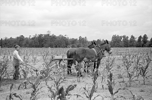 James A. McGuffey, Farmer, Plowing Field, Irwinville Farms Project, Irwinville, Georgia, USA, John Vachon for Farm Security Administration, May 1938
