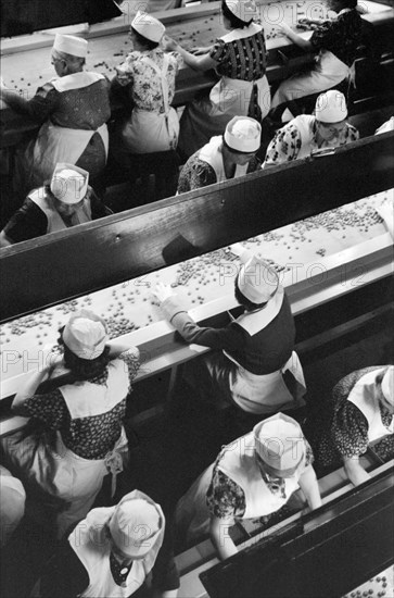 Working in Cherry Canning Plant, Berrien County, Michigan, USA, John Vachon for Farm Security Administration July 1940