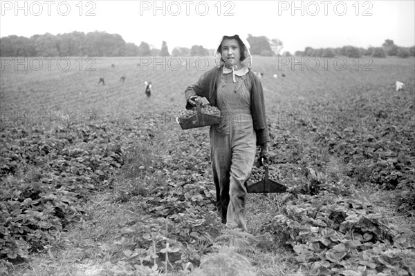 Migrant Worker, Strawberry Picker, Berrien County, Michigan, USA, John Vachon for Farm Security Administration July 1940