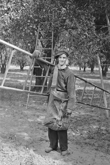 Migrant Orange Picker, Polk County, Florida, USA, Arthur Rothstein for U.S. Resettlement Administration, January 1937