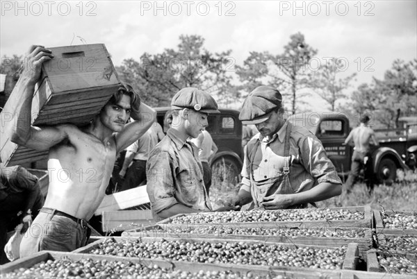 Cranberry Scoopers with Load of Cranberries at Checking Station, Burlington County, New Jersey, USA, Arthur Rothstein for Farm Security Administration, October 1938