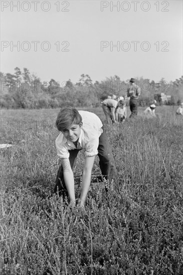 Boy Picking Cranberries, Burlington County, New Jersey, USA, Arthur Rothstein for Farm Security Administration, October 1938