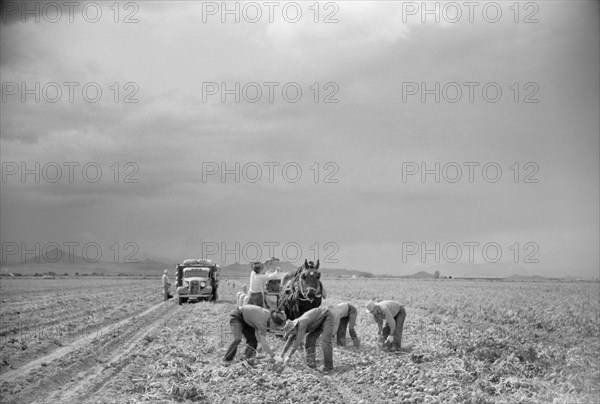 Workers Harvesting Potatoes, San Luis Valley, Rio Grande County, Colorado, USA, Arthur Rothstein for Farm Security Administration, October 1939