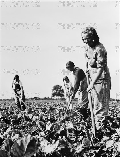Group of Women working in Sugar Beet Fields during Crop Season as part of the British Women's Land Army to Supply England with Much needed Food during World War II, England, UK, U.S. Office of War Information, April 1943