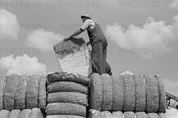 Man Loading Bales of Cotton onto Truck, Lehi, Arkansas, USA, Russell Lee, Farm Security Administration, September 1938