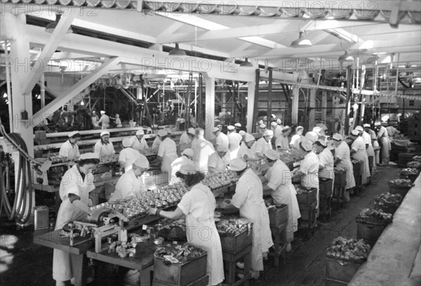 Workers Packing Salmon into Cans, Columbia River Packing Association, Astoria, Oregon, USA, Russell Lee, Farm Security Administration, September 1941