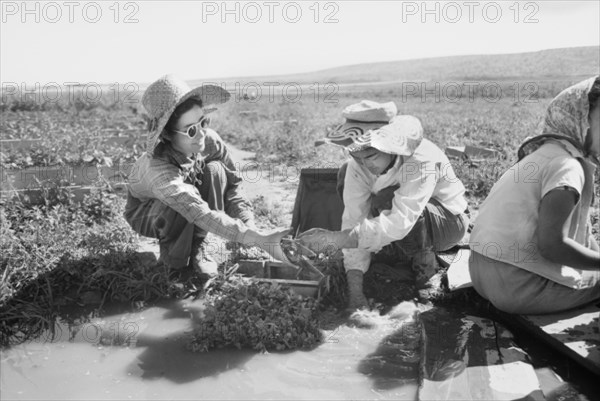 Japanese-American Female Farm Workers Washing Celery Sprouts for Planting, Farm Security Administration (FSA) Mobile Camp, Malheur County, Oregon, USA, Russell Lee, Farm Security Administration, July 1942