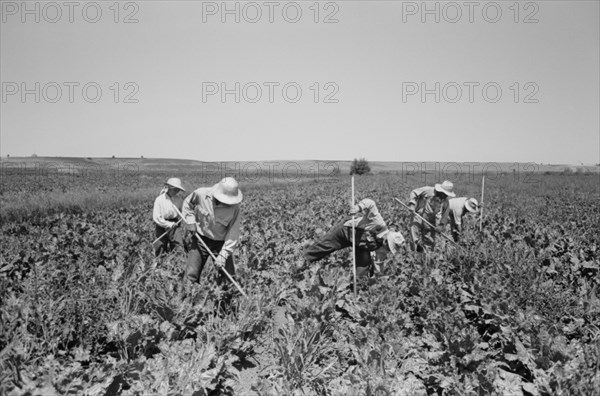 Japanese-American Farm Workers Working in Sugar Beet Field, Farm Security Administration (FSA) Mobile Camp, Nyssa, Oregon, USA, Russell Lee, Farm Security Administration, July 1942