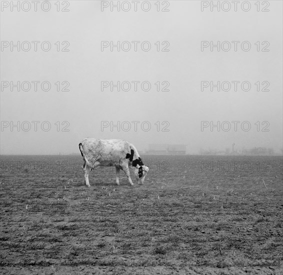 Cow Trying to Graze on Windswept Pasture of Farm, Ford County, Kansas, USA, Arthur Rothstein, Farm Security Administration, March 1936