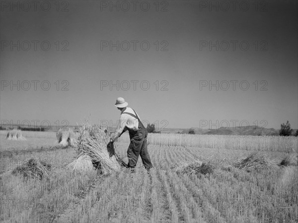 Irrigated Fields in Drought Area Yield Good Harvest, near Billings, Montana, USA, Arthur Rothstein, Farm Security Administration, July 1936