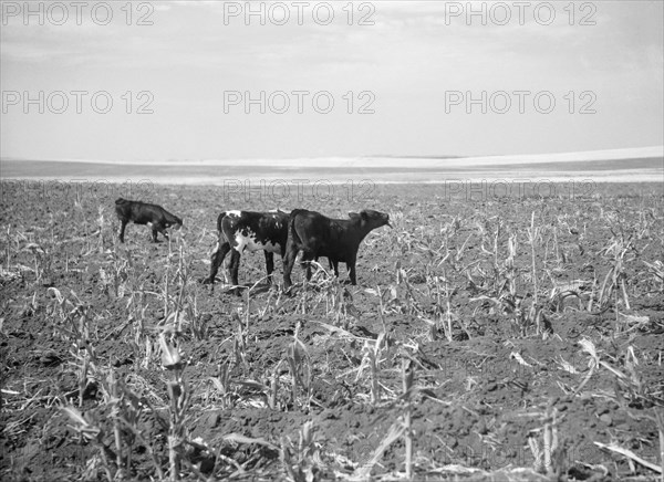 Cattle Turned Loose to Graze in Corn field already Ruined by Drought and Grasshopper Plague, near Carson, North Dakota, USA, Arthur Rothstein, Farm Security Administration, July 1936