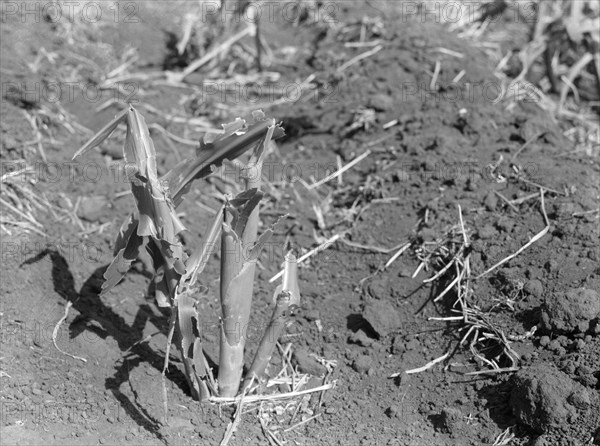 Corn Stalks Destroyed by Grasshopper Plague, Grant County, North Dakota, USA, Arthur Rothstein, Farm Security Administration, July 1936