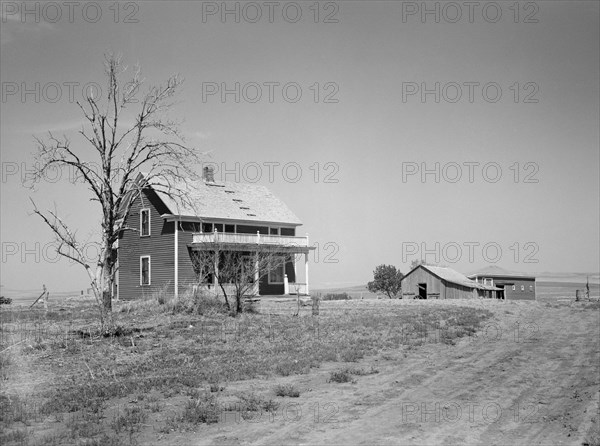 Trees Stripped Bare by Drought and Grasshopper Plague on Farm near Saint Anthony, North Dakota, USA, Arthur Rothstein, Farm Security Administration, July 1936