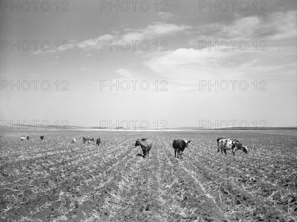 Cattle Turned Loose to Graze in Corn field already Ruined by Drought and Grasshopper Plague, near Carson, North Dakota, USA, Arthur Rothstein, Farm Security Administration, July 1936