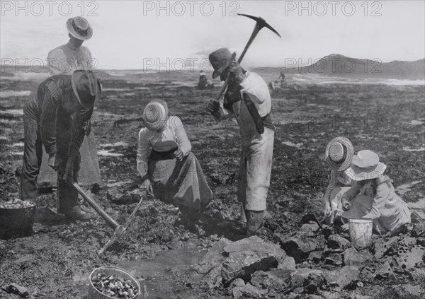 Men with Pickaxes, Women and Children Gathering Rock Oysters at Coast, Newport, Oregon, USA, Witteman Collection, 1910