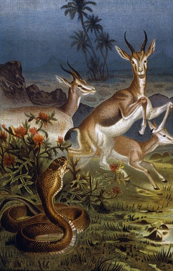 African Cobra and Gazelles, Chromolithograph, circa 1898