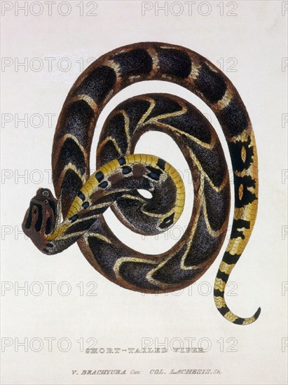 Short Tailed Viper (V. Brachyura), Hand-Colored Engraving, circa 1830