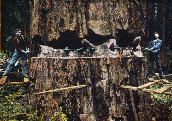 Cutting Down a Giant Redwood Tree, California, USA, Hand Colored Photograph, circa 1910