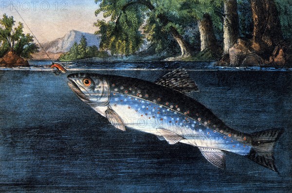 Trout Taking Bait, Currier & Ives, Lithograph, circa 1874