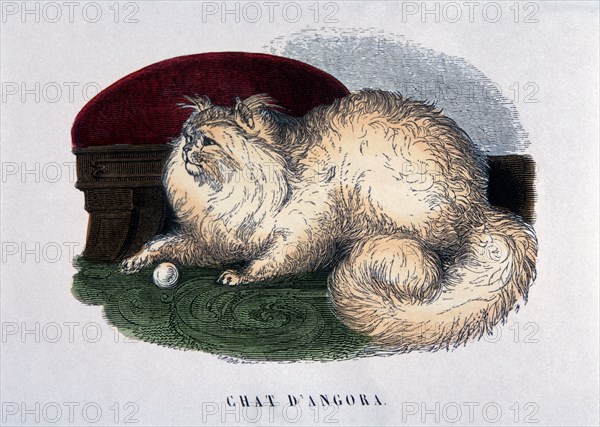 Angora Cat, Hand-Colored Engraving, Paris, France, circa 1824