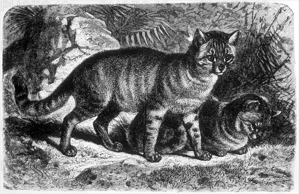 Egyptian Cats, Animate Creation, Engraving, circa 1898