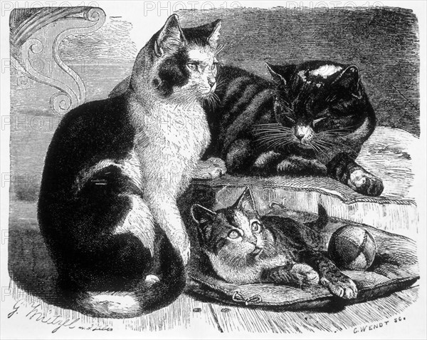 Domestic Cats, Animate Creation, Engraving, circa 1898