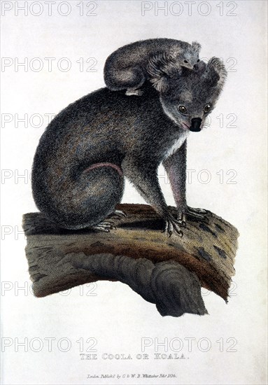 Mother and Baby Koala Bears, Hand-Colored Engraving, circa 1824