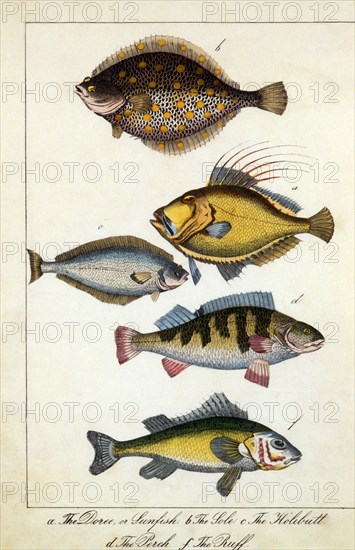 Sole, Sunfish, Halibut, Perch and Buff Fish, Hand-Colored Engraving, circa 1800