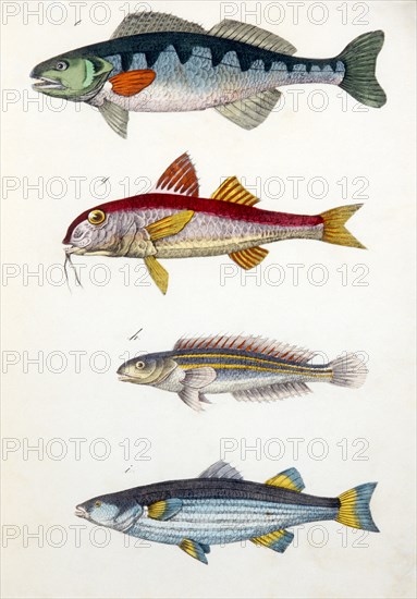 Perch, Barbel, Rainbow Fish and Tench Fish, Hand-Colored Woodcut, circa 1799