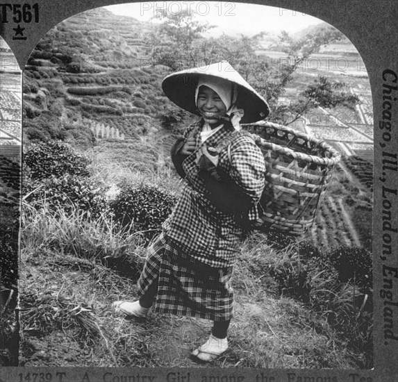 Young Japanese Woman in Tea Fields, Shizuoka, Japan, Single Image of Stereo Card, 1905