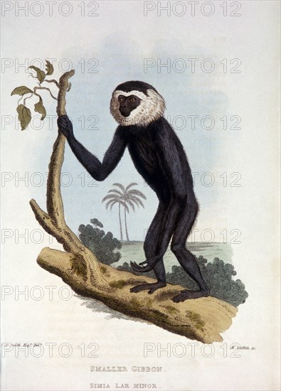 Gibbon Standing on Tree Trunk, Simia Lar Minor, 1824