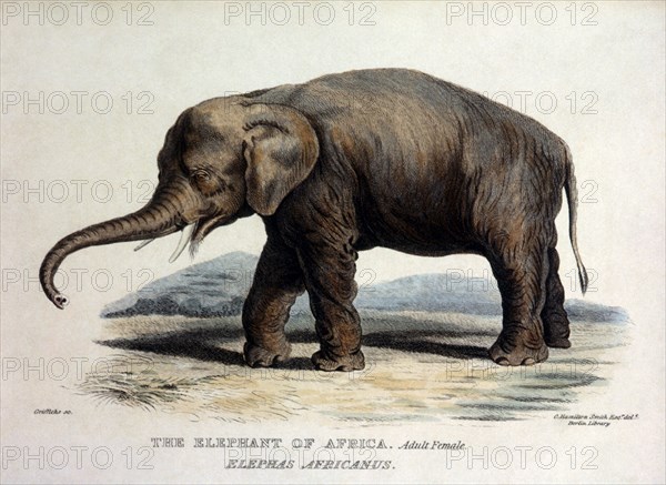 African Elephant, Elephas Africanus, 1826