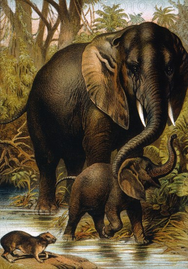 Hyrax and African Elephant, Proboscidea and Hyracoidea, Plate LII, Johnson's Household Book of Nature, Henry J. Johnson, Publisher, 1895