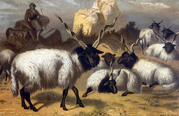 Wallachian Sheep, 1898