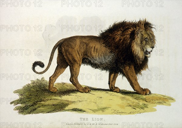 Lion, Hand-Colored Engraving, 1824