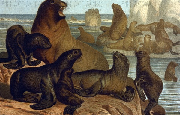 Sea Lions, Chromolithograph, 1898