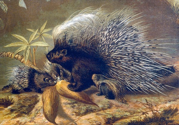 Porcupines, Lithograph, circa 1898