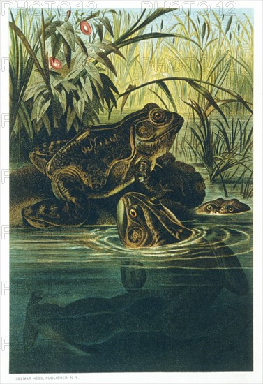 Bullfrogs, Chromolithograph, 1885