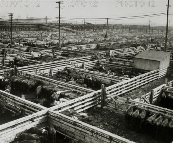 Stockyards, Chicago, Illinois, USA, 1944