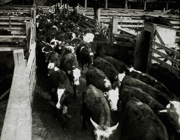Cattle at Stockyards, Chicago, Illinois, USA, 1944